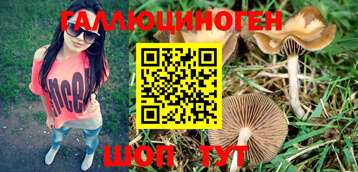 Галлюциногенные грибы Psilocybe Тихорецк